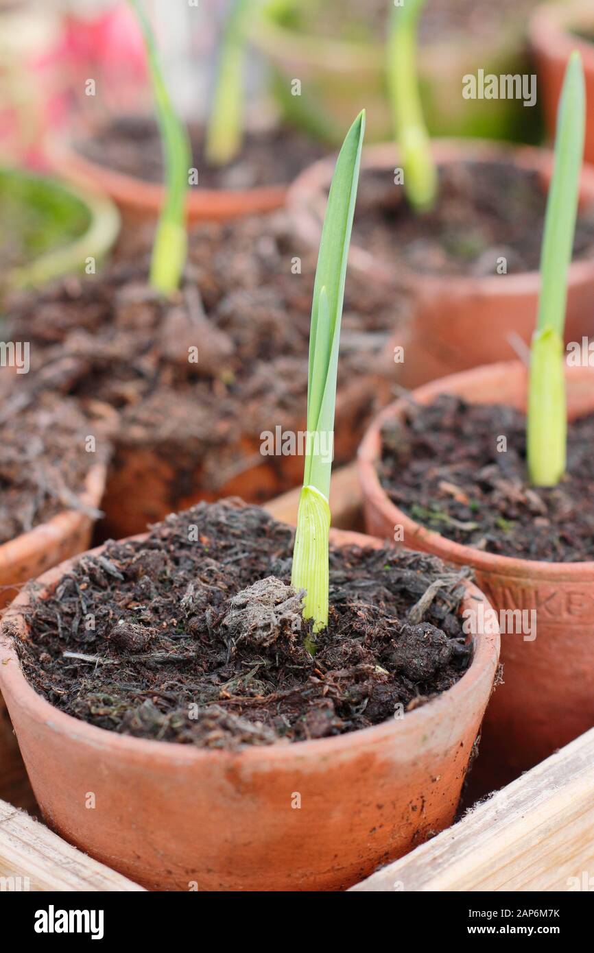 Allium sativum "Lautrec Wight" Knoblauch. Der junge Herbst sät Knoblauchpflanzen im kalten Rahmen über die Überwinterung. GROSSBRITANNIEN Stockfoto