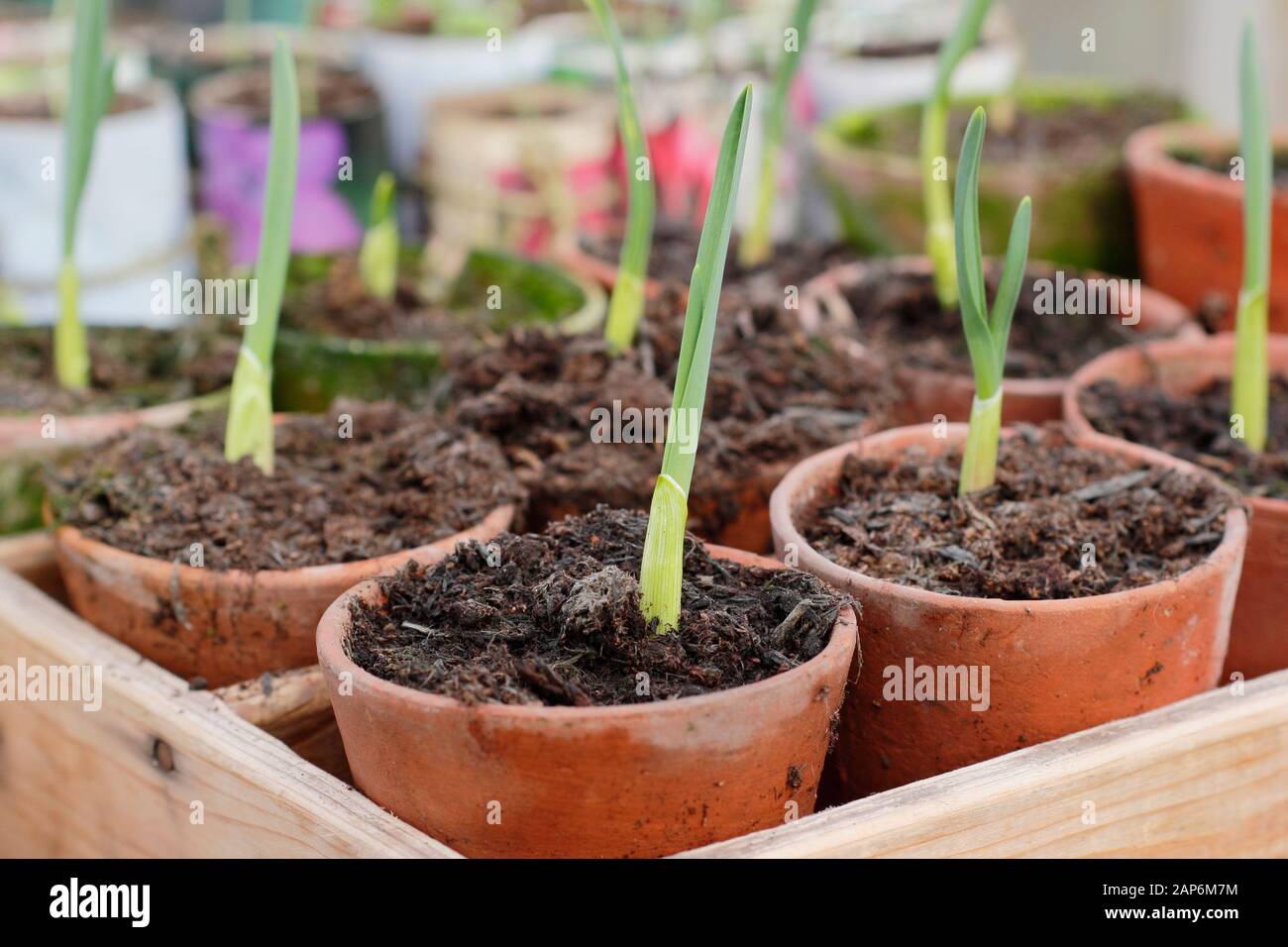 Allium sativum "Lautrec Wight" Knoblauch. Der junge Herbst sät Knoblauchpflanzen im kalten Rahmen über die Überwinterung. GROSSBRITANNIEN Stockfoto
