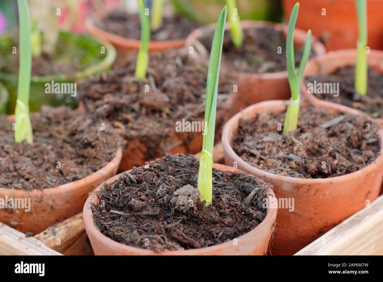 Allium sativum "Lautrec Wight" Knoblauch. Der junge Herbst sät Knoblauchpflanzen im kalten Rahmen über die Überwinterung. GROSSBRITANNIEN Stockfoto