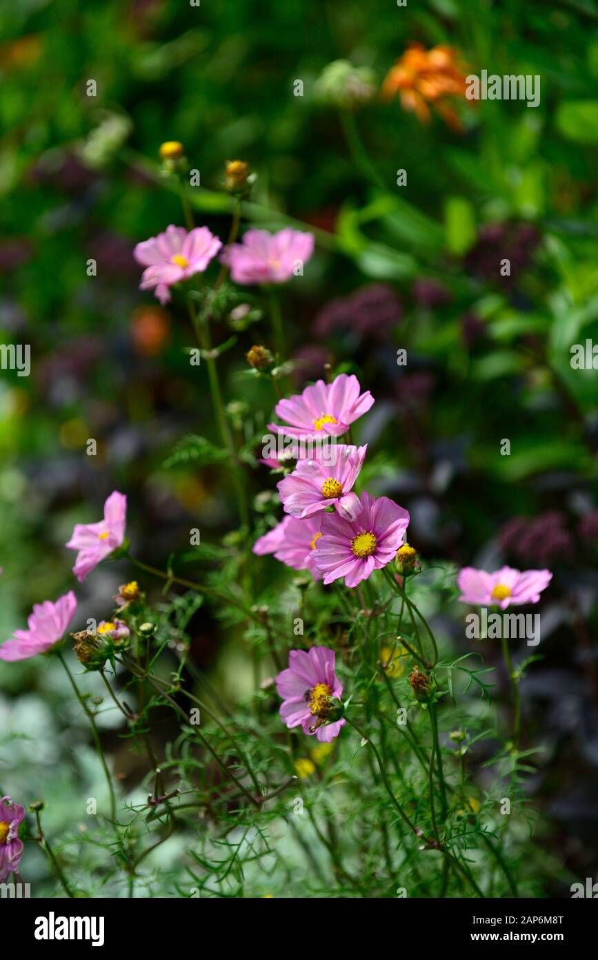 Cosmos, Rosa, Blumen, Blüte, jährliche, Jahrbücher, RM Floral Stockfoto