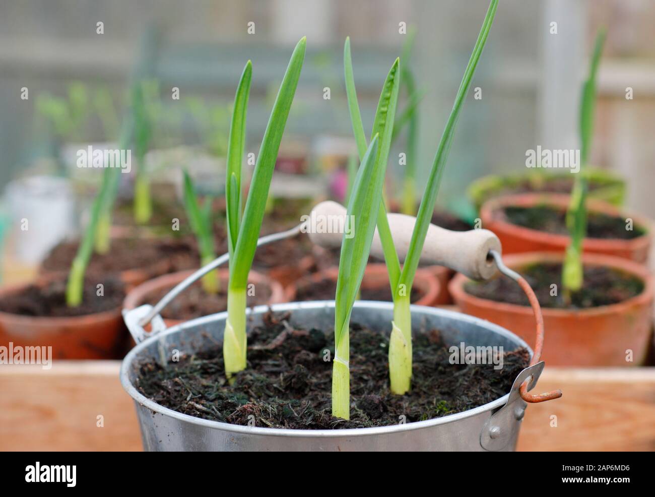 Allium sativum "Lautrec Wight" Knoblauch. Jungcontainer angebaute Knoblauchpflanzen überwintern in einem kalten Rahmen. GROSSBRITANNIEN Stockfoto