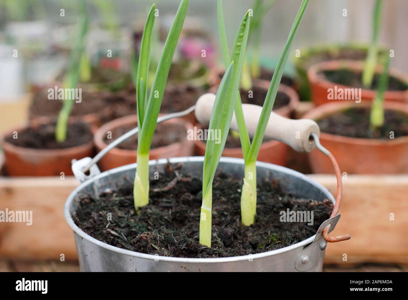 Allium sativum "Lautrec Wight" Knoblauch. Jungcontainer angebaute Knoblauchpflanzen überwintern in einem kalten Rahmen. GROSSBRITANNIEN Stockfoto