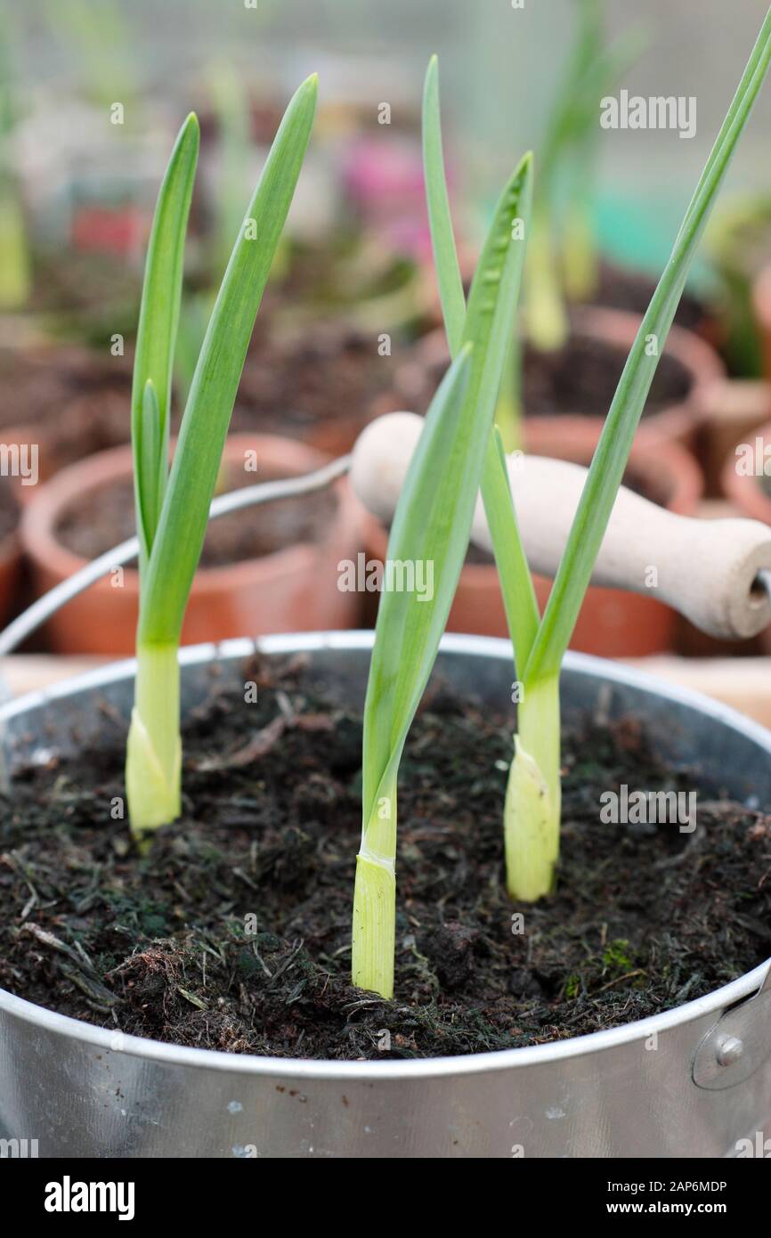 Allium sativum "Lautrec Wight" Knoblauch. Jungcontainer angebaute Knoblauchpflanzen überwintern in einem kalten Rahmen. GROSSBRITANNIEN Stockfoto