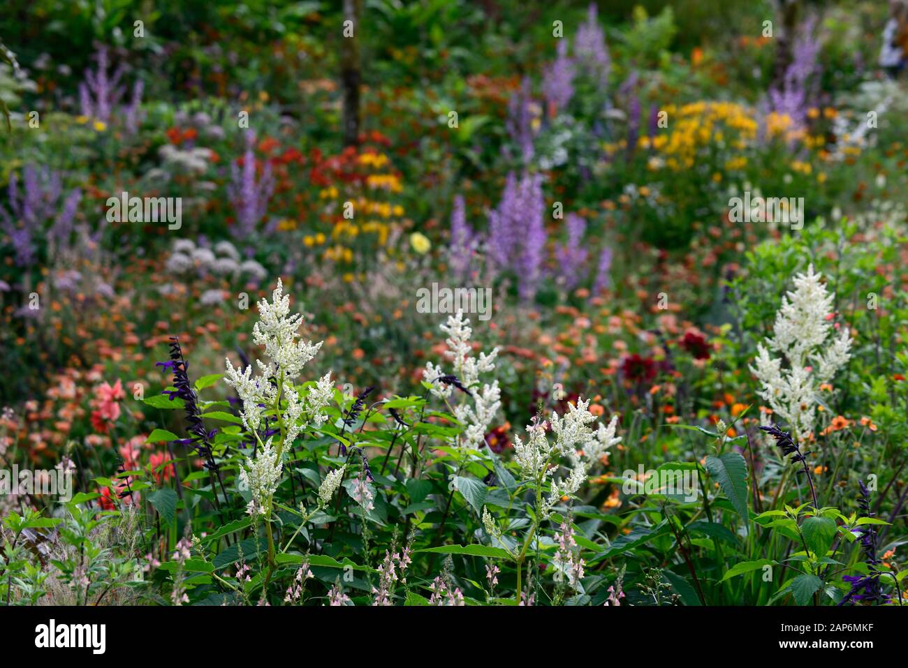 linaria peachy,persicaria,Salvia amistad,Salvia sclarea,eryngium guatemalense,Tagetes cinnabar,Alstroemeria,Blumen,blühend,gemischte Grenze, Stockfoto linaria peachy,persicaria,Salvia amistad,Salvia sclarea,eryngium guatemalense,Tagetes cinnabar,Alstroemeria,Blumen,blühend,gemischte Grenze, Stockfoto