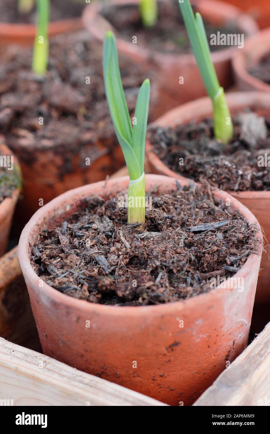 Allium sativum "Lautrec Wight" Knoblauch. Der junge Herbst sägt Knoblauchpflanzen in Töpfen. GROSSBRITANNIEN Stockfoto