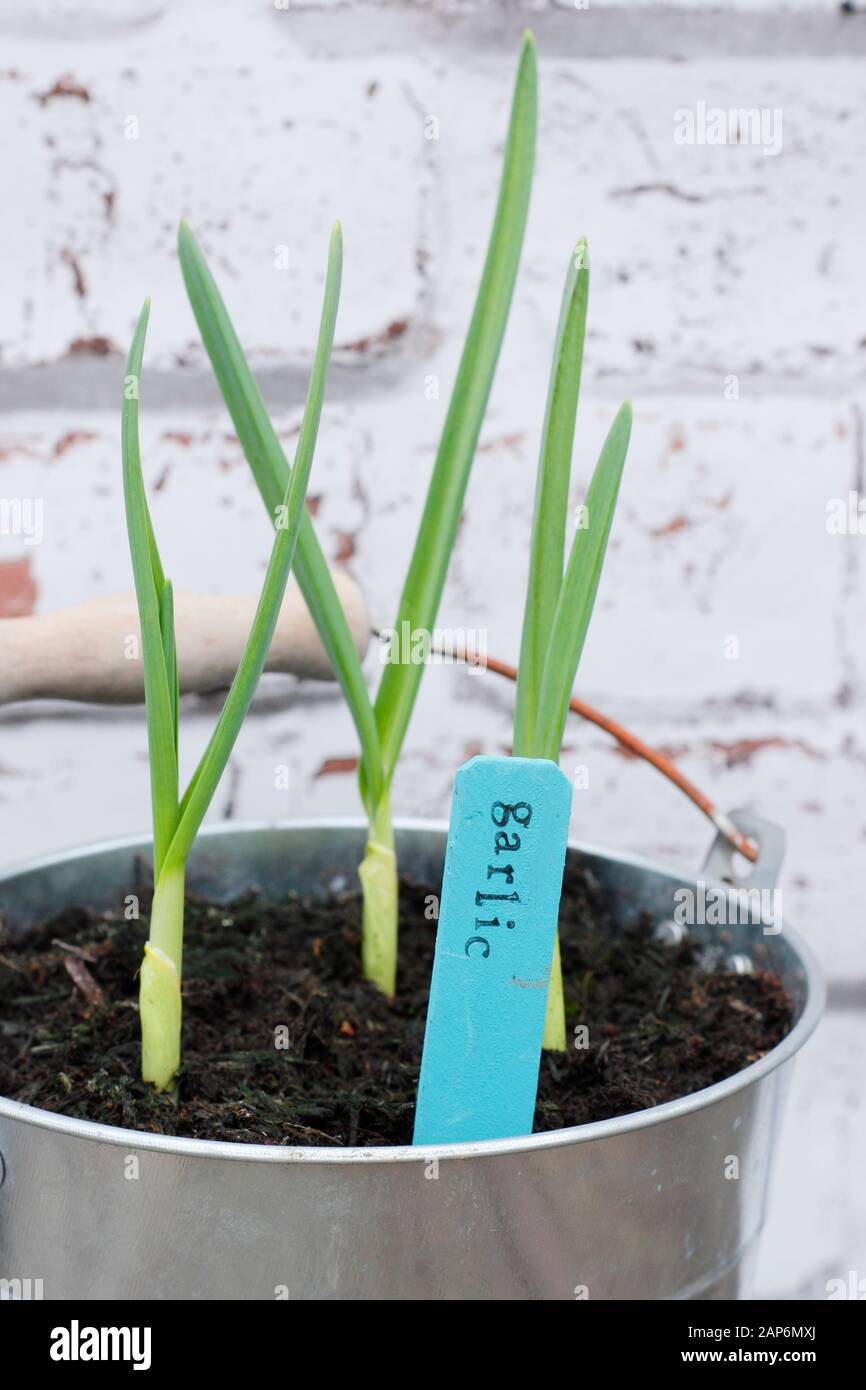 Allium sativum "Lautrec Wight" Knoblauch. Junge, im Herbst gesät Knoblauchpflanzen, die in einem Behälter wachsen. GROSSBRITANNIEN Stockfoto