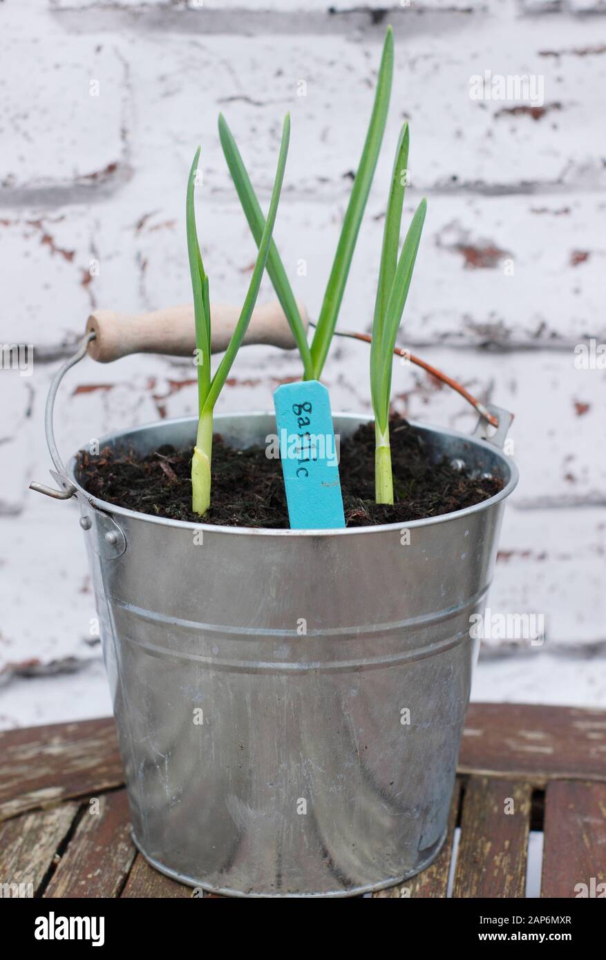 Allium sativum "Lautrec Wight" Knoblauch. Junge, im Herbst gesät Knoblauchpflanzen, die in einem Behälter wachsen. GROSSBRITANNIEN Stockfoto