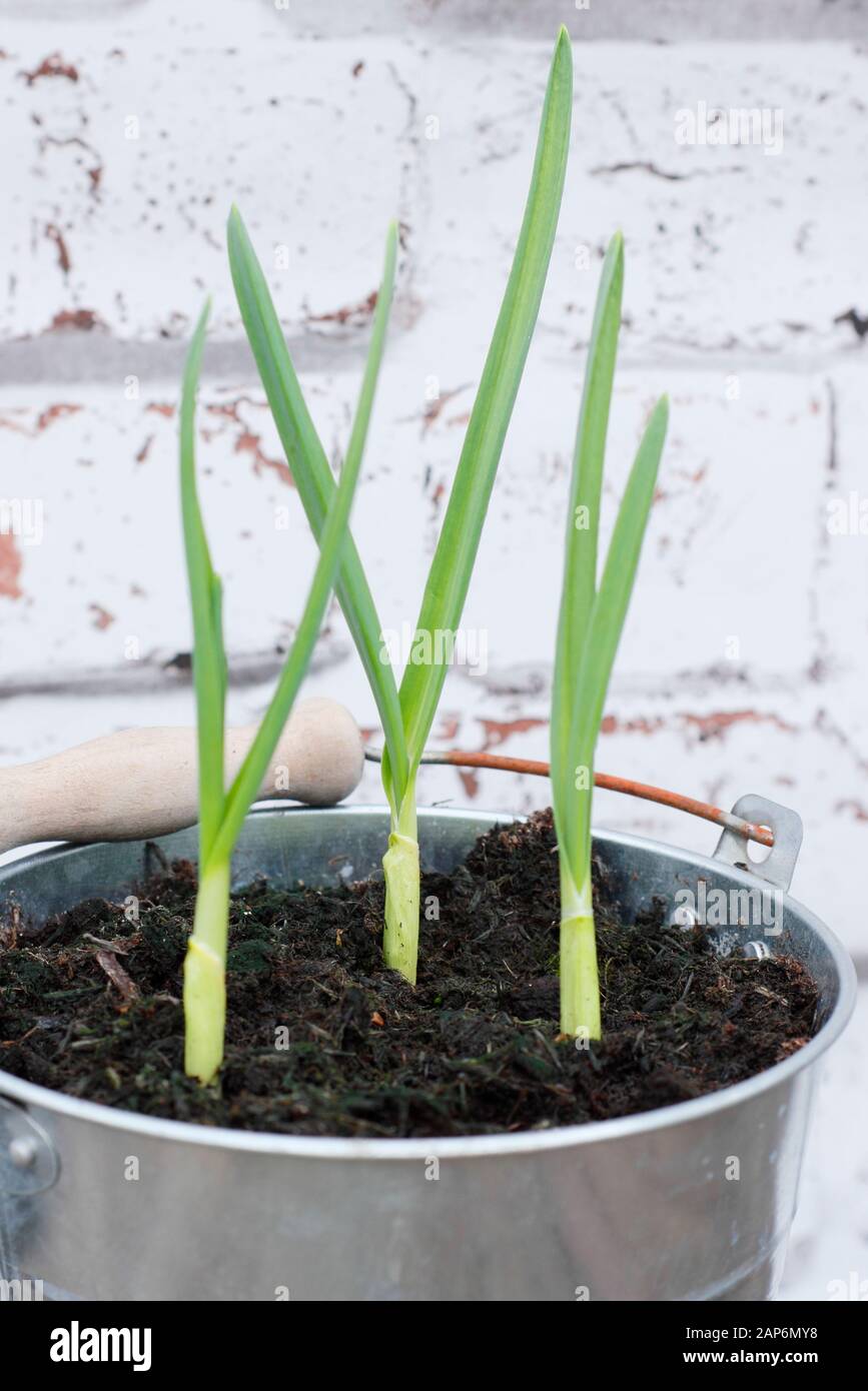 Allium sativum "Lautrec Wight" Knoblauch. Junge, im Herbst gesät Knoblauchpflanzen, die in einem Behälter wachsen. GROSSBRITANNIEN Stockfoto