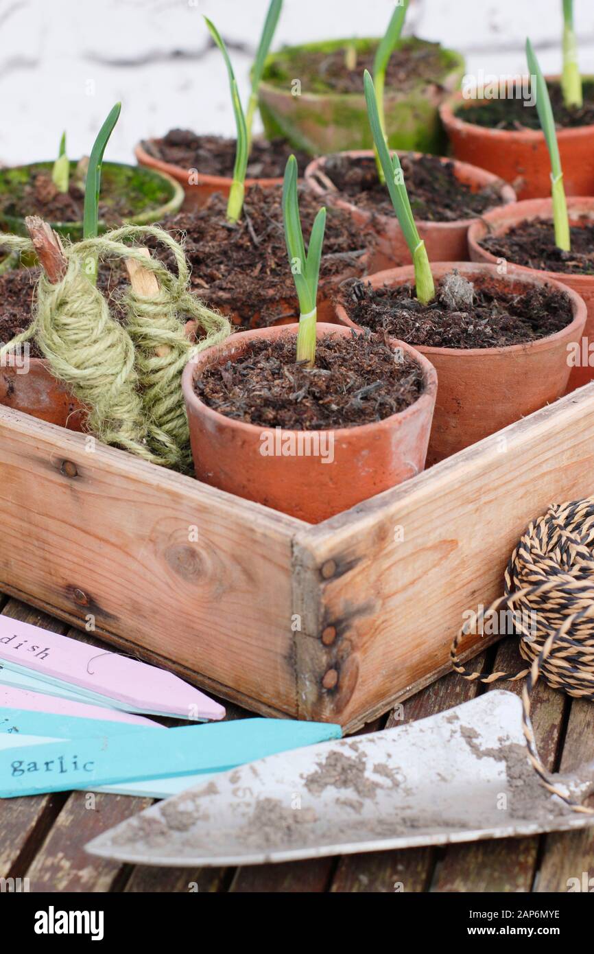 Allium sativum "Lautrec Wight" Knoblauchpflanzen. Junge Knoblauchpflanzen auf einer Töpfbank Stockfoto