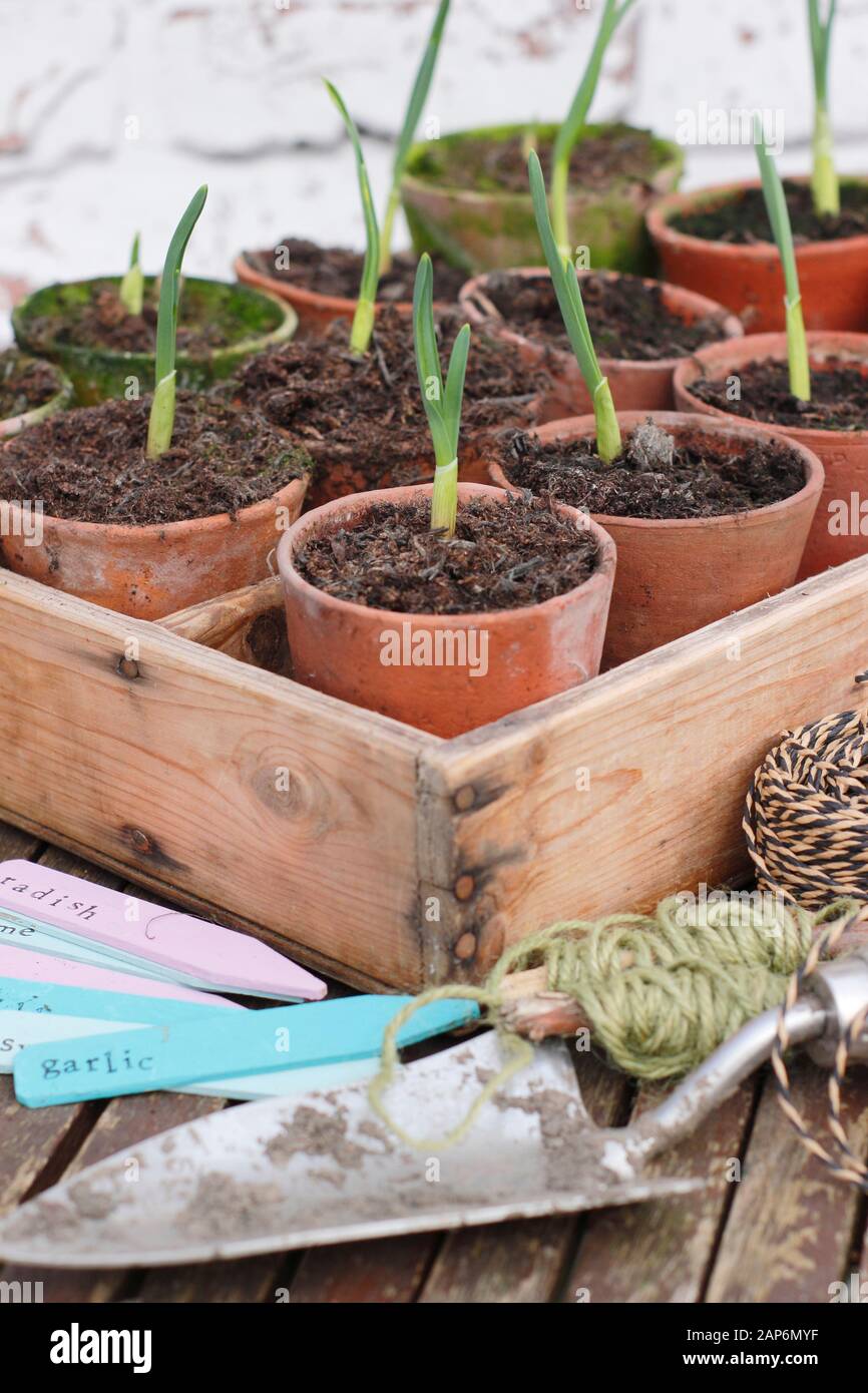 Allium sativum "Lautrec Wight" Knoblauchpflanzen. Junge Knoblauchpflanzen auf einer Töpfbank Stockfoto