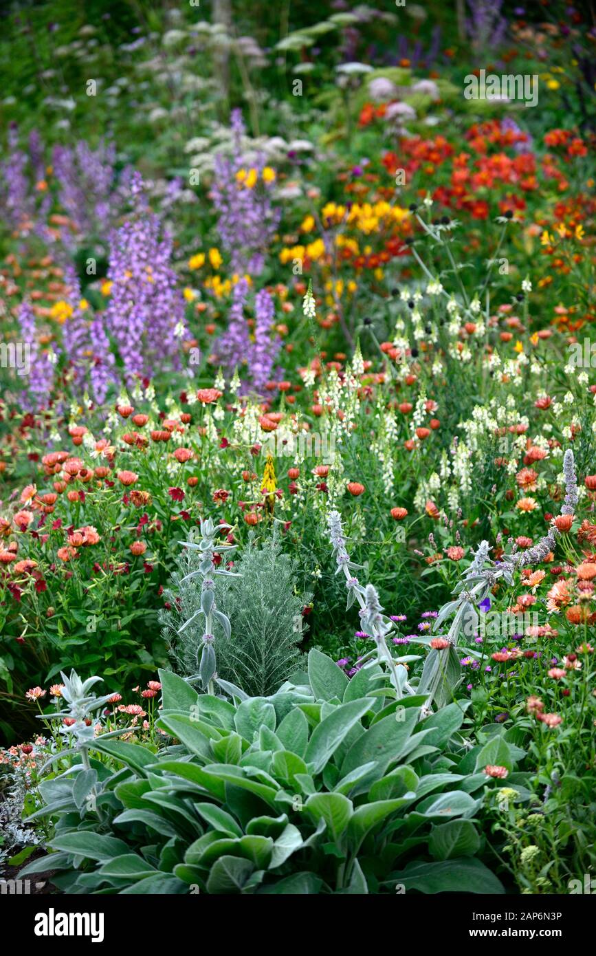 Linaria purpurea pochiertes Ei, stachys byzantina, Salvia sclarea, eryngium guatemalense, sammetblume Zinnober, inkalilie, Calendula Zeolights, Blumen, flowerin Stockfoto