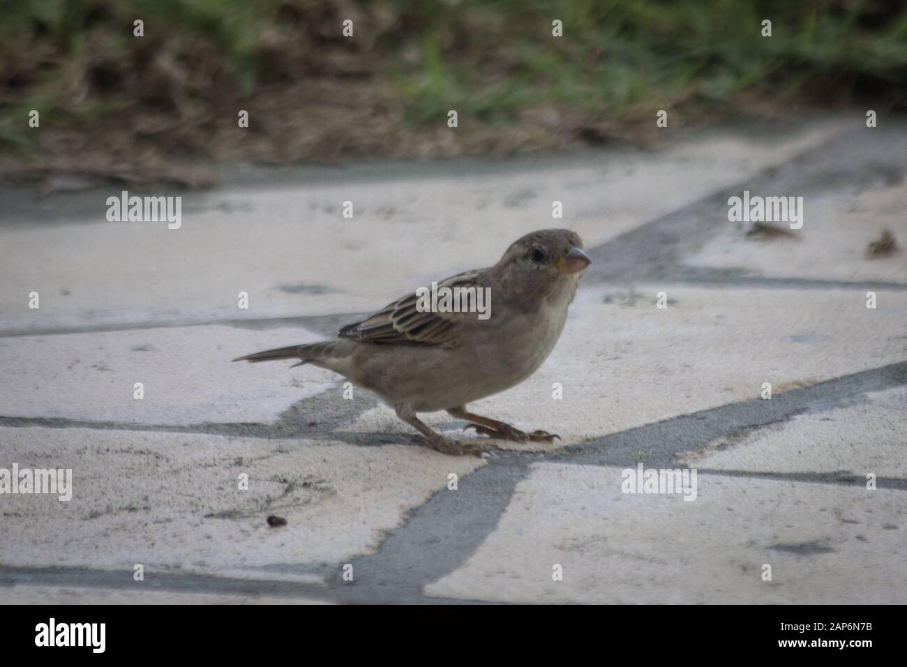 Im Garten Vogel Stockfoto