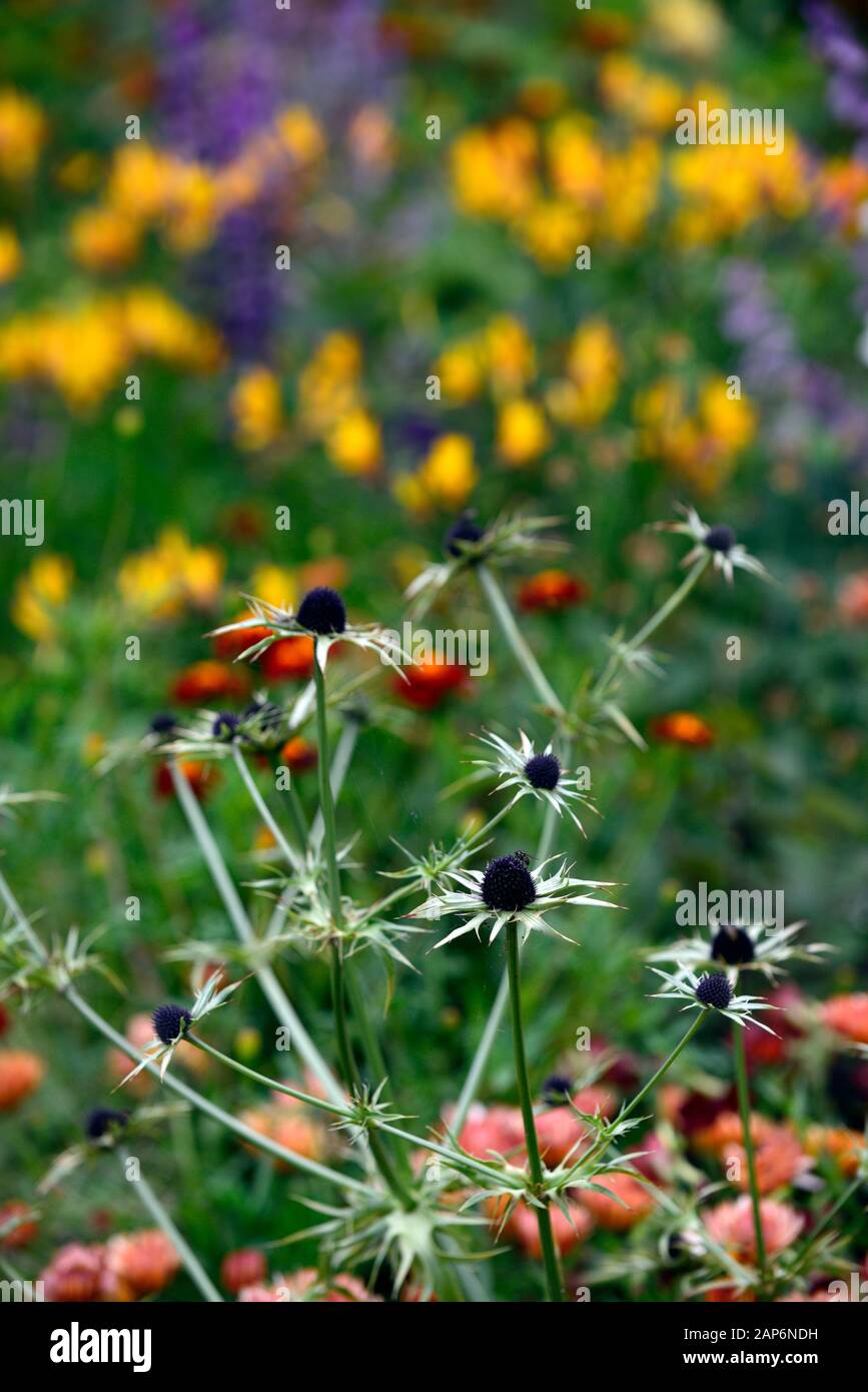 eryngium guatemalense, Blumen, blühend, gemischte Grenze, H, RM Floral Stockfoto