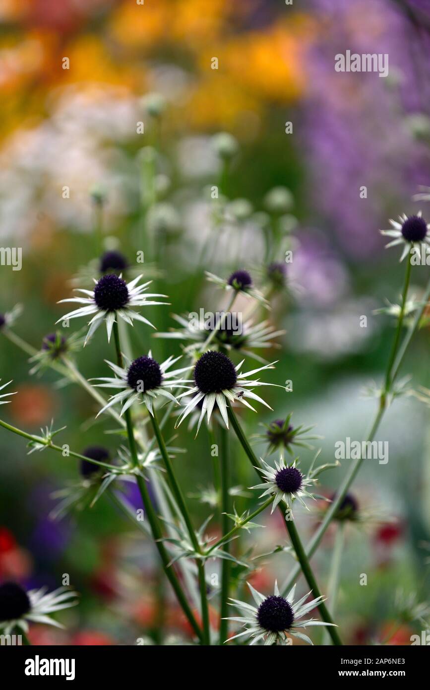 eryngium guatemalense, Blumen, blühend, gemischte Grenze, H, RM Floral Stockfoto