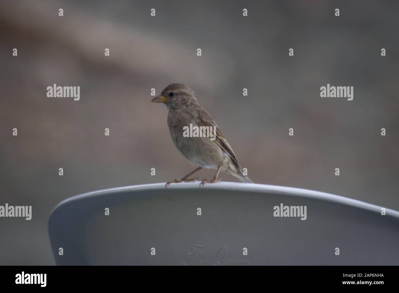 Im Garten Vogel Stockfoto
