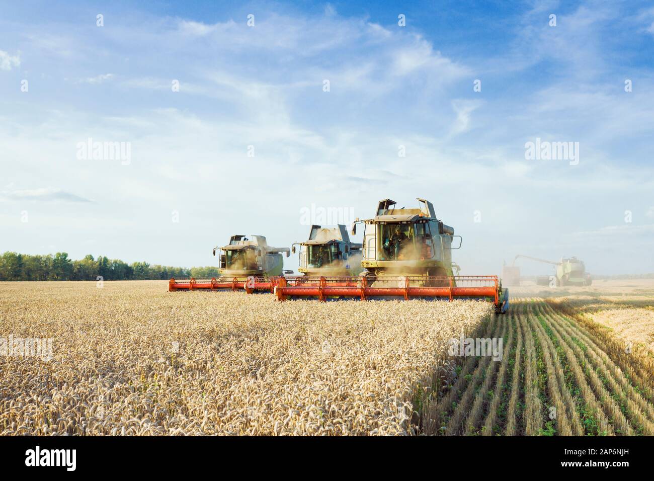 Mähdrescher ernten Reif goldene Weizen auf dem Feld. Das Bild des landwirtschaftlichen Wirtschaftsbereichs Stockfoto