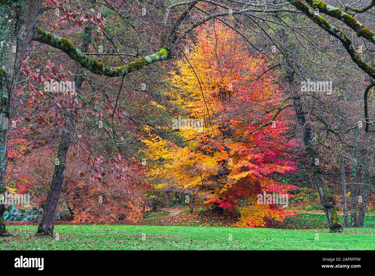 Ungleichmäßiger Doppelfarbbaum im Herbstpark in Slowenien Stockfoto
