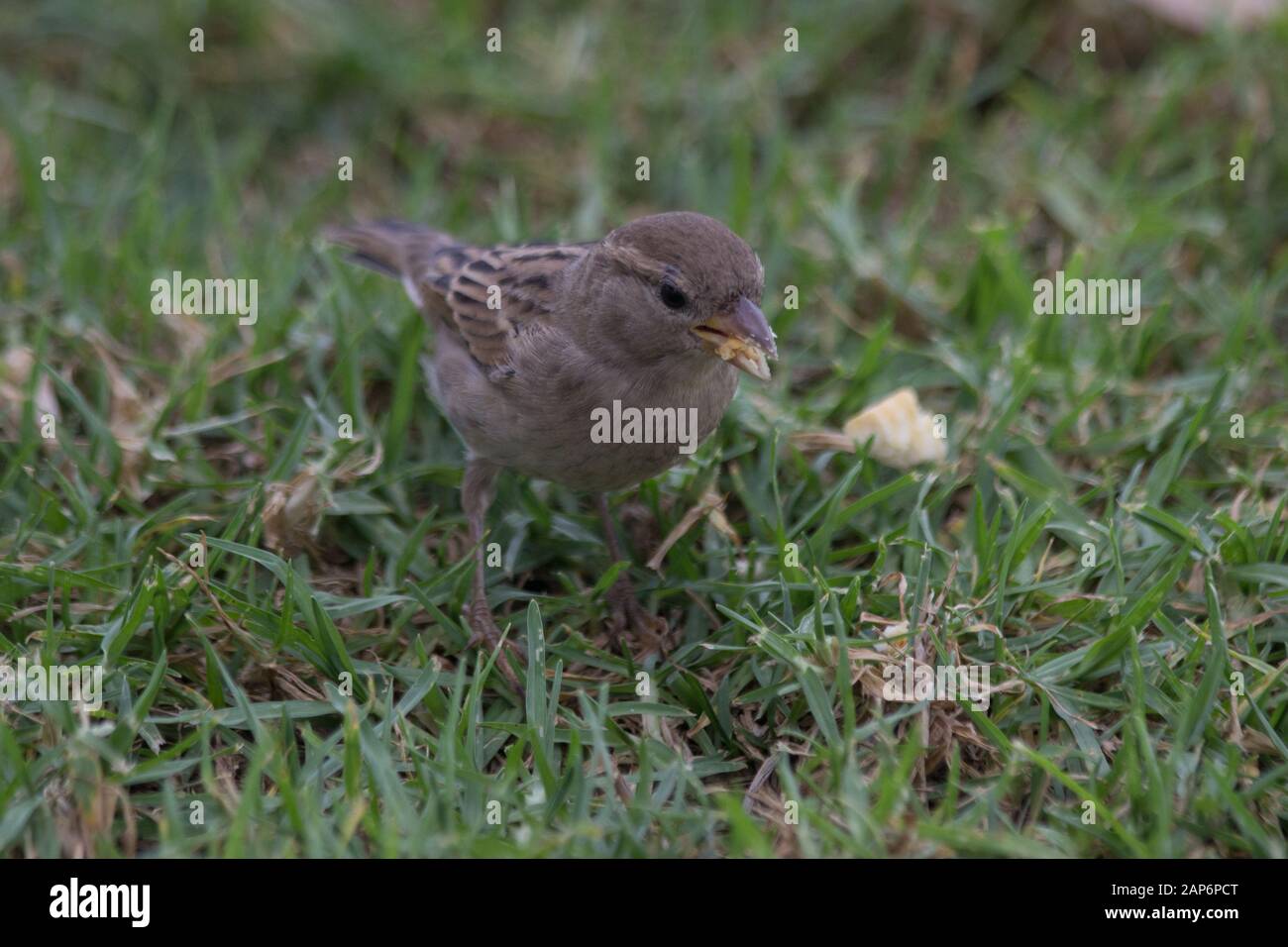 Im Garten Vogel Stockfoto