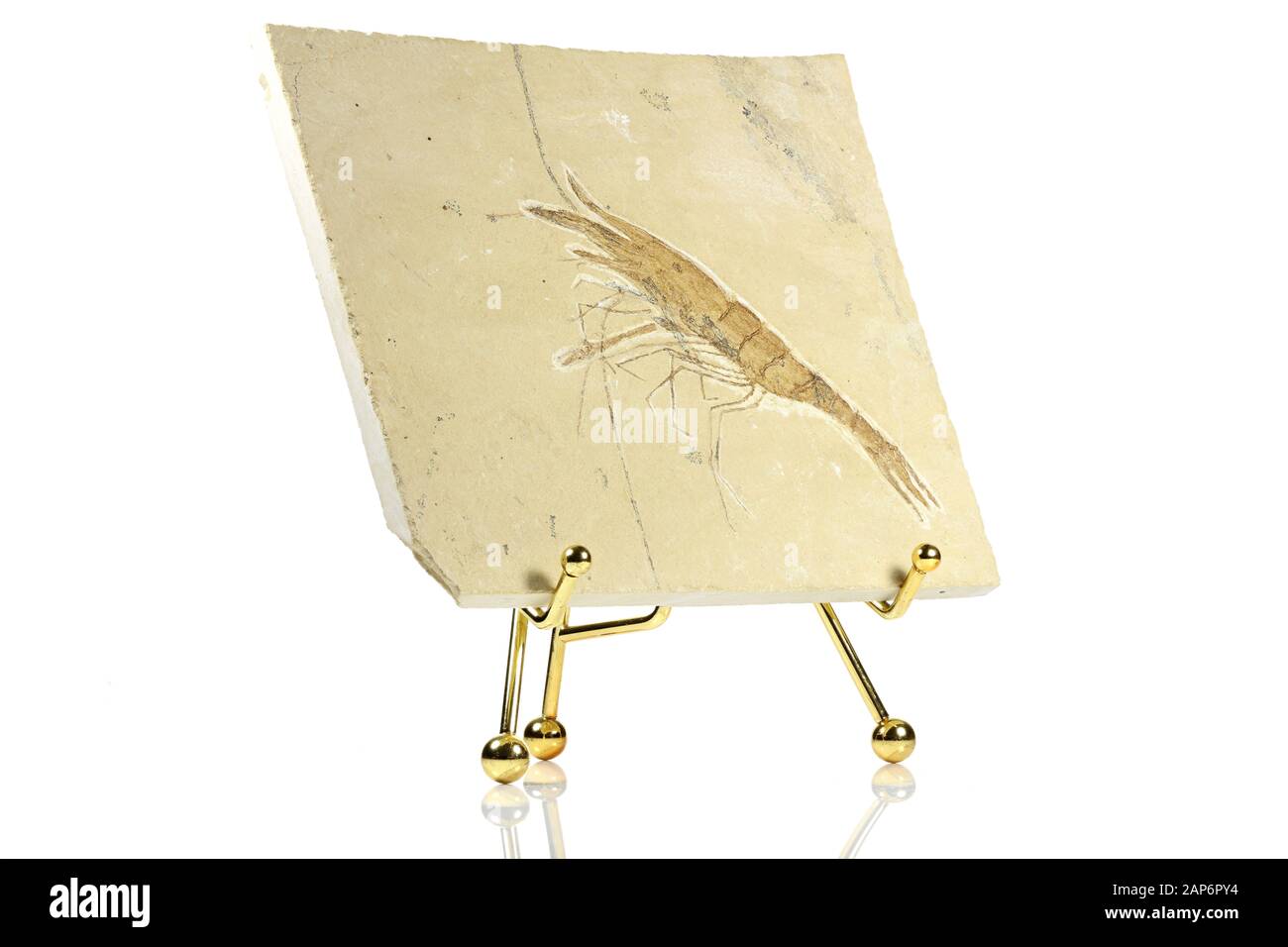 Aeger libanensis Garnelen fossilen aus Hadjoula, Libanon Stockfoto