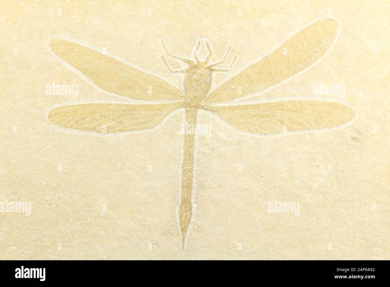 Cymatophlebia dragonfly Fossilen aus Eichstätt, Deutschland Stockfoto