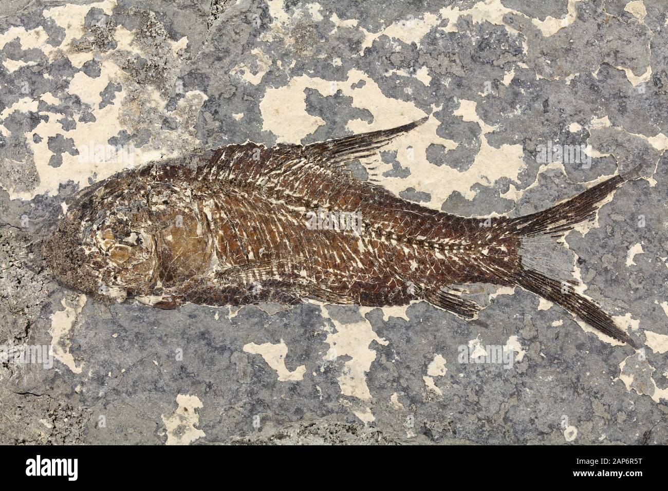Jianghan Fossile Fische aus Drei Schluchten, China Stockfoto
