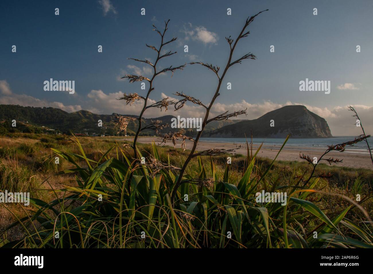 Blick auf den Mahia Strand in der Hawkes Bay, mit einheimischem Flachs im Vordergrund, Neuseeland. Stockfoto