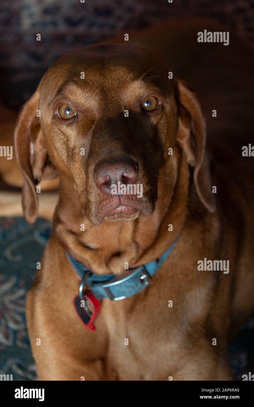 Ein ungarischer Vizsla interagiert mit seinem Besitzer Stockfoto
