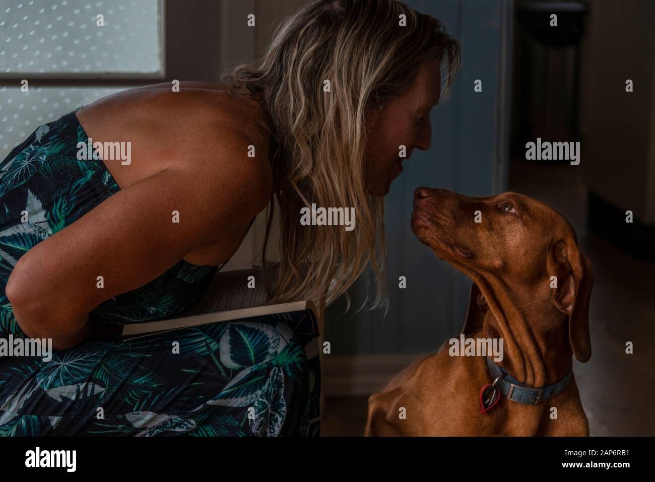 Ein ungarischer Vizsla interagiert mit seinem Besitzer Stockfoto