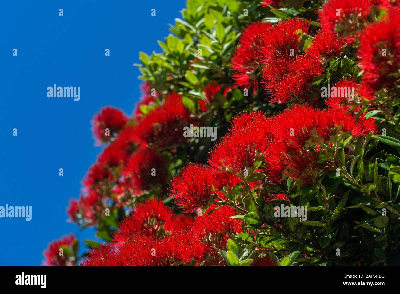 Eine Nahaufnahme eines blühenden neuseeländischen einheimischen Macrocarpa-Baums. Der Cupressus macrocarpa oder Monterey Cypress. Stockfoto
