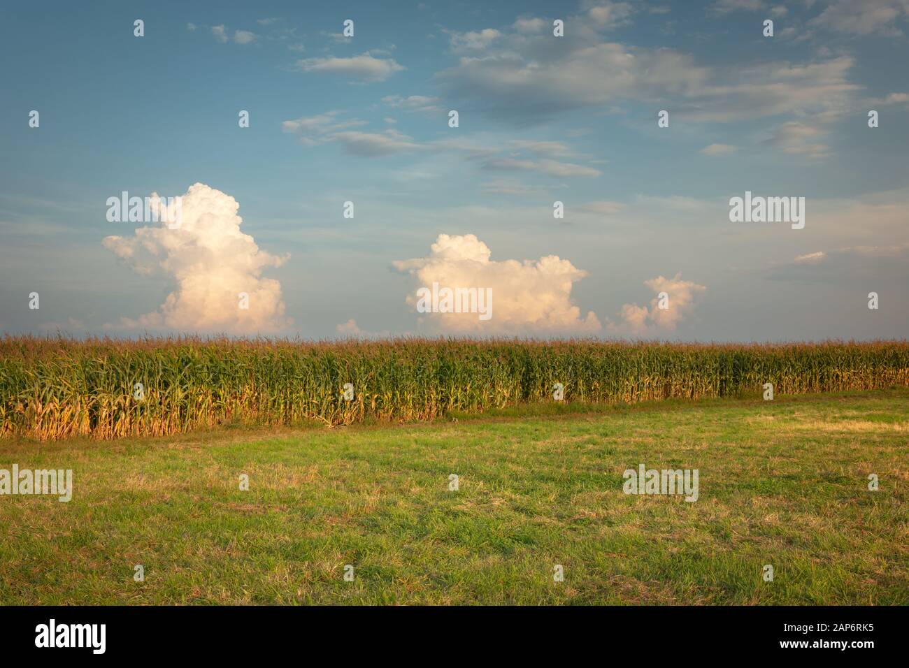 Grüne Wiese, Maisfeld und weiße Wolken am Himmel Stockfoto