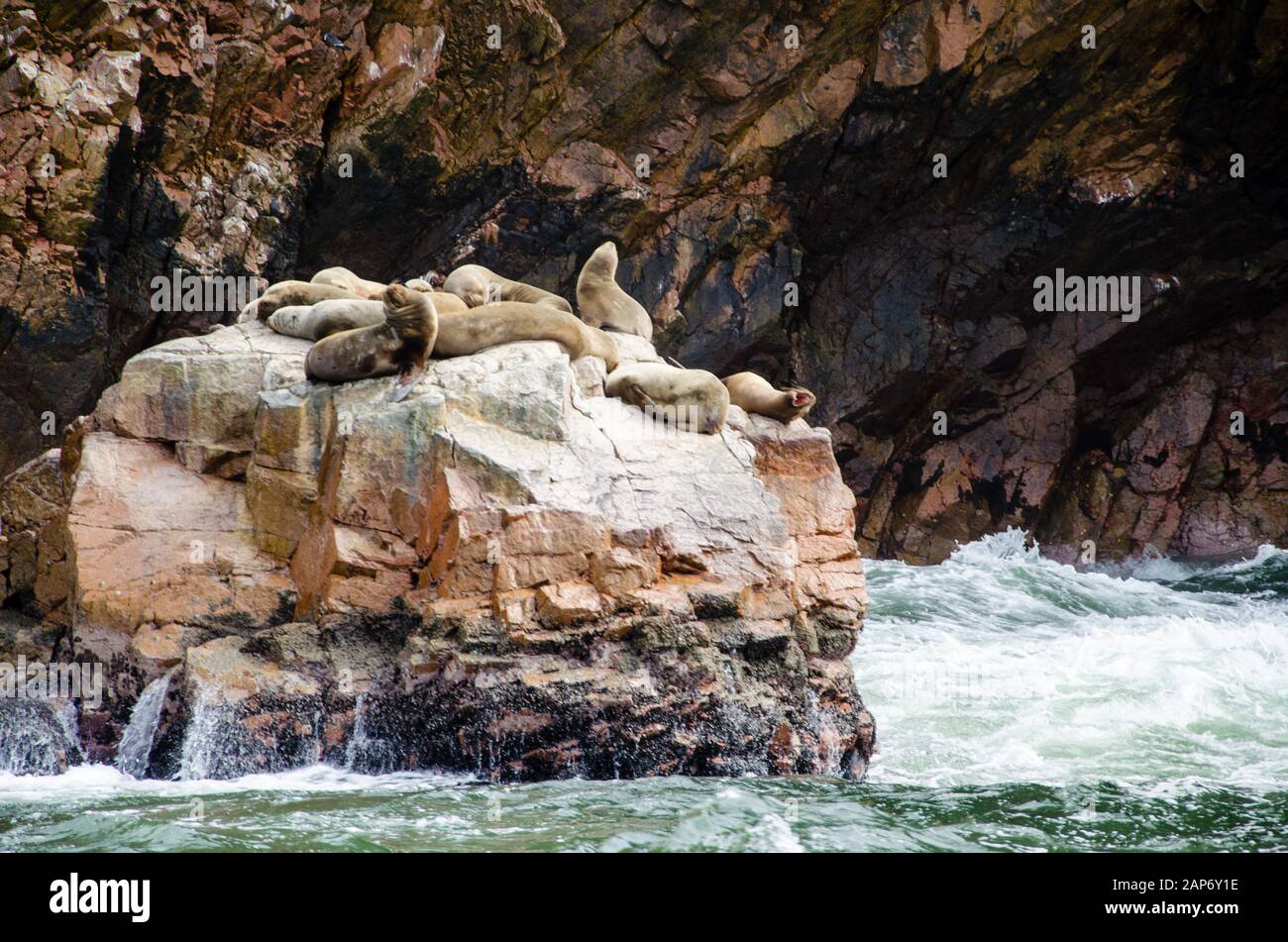 Seelöwen kämpfen um einen Felsen an der peruanischen Küste auf den Ballestas-Inseln Stockfoto