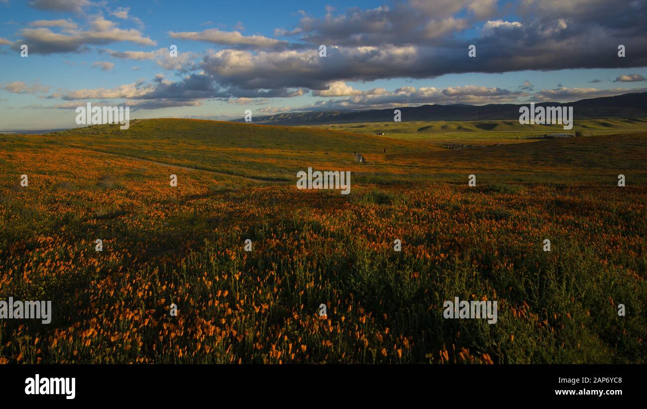 Breites Feld des leuchtend orangefarbenen kalifornischen Pobby (Escholzia) im Antelope Valley, Kalifornien, USA Stockfoto