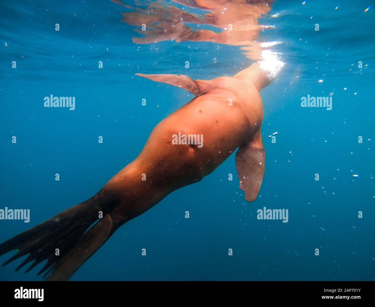 In der Nähe von Sea Lion auf den Kanalinseln, Kalifornien, USA Stockfoto