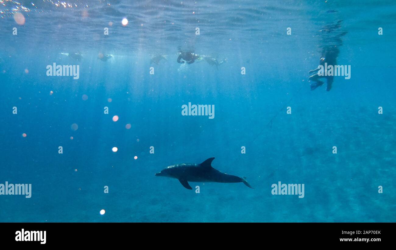Ein Spinner Delphin tief unten in der Brayka Bay, im Roten Meer, Ägypten Stockfoto