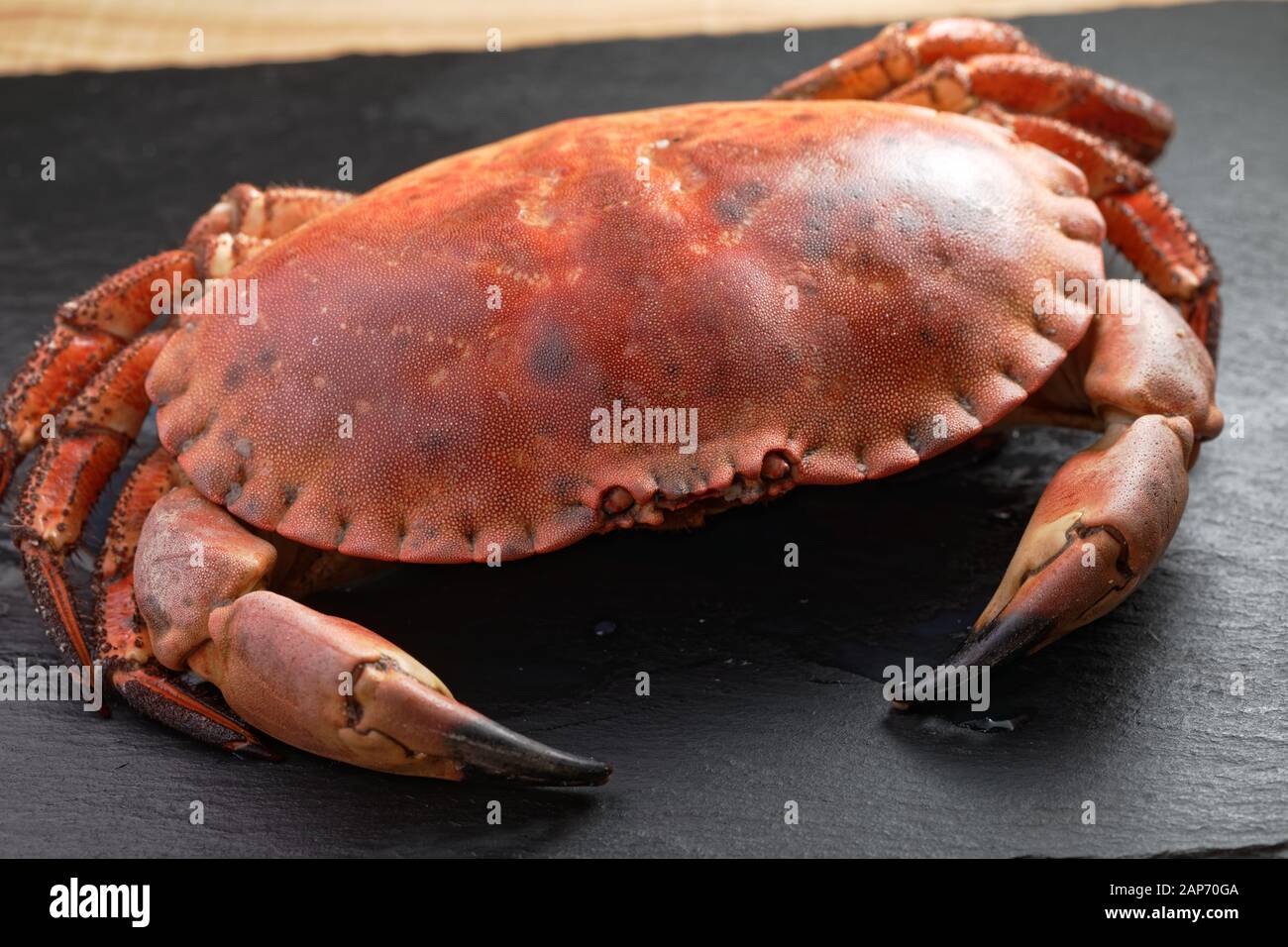 Vorbereitet Schwedische crab Closeup auf einer Schiefertafel Schneidebrett Stockfoto