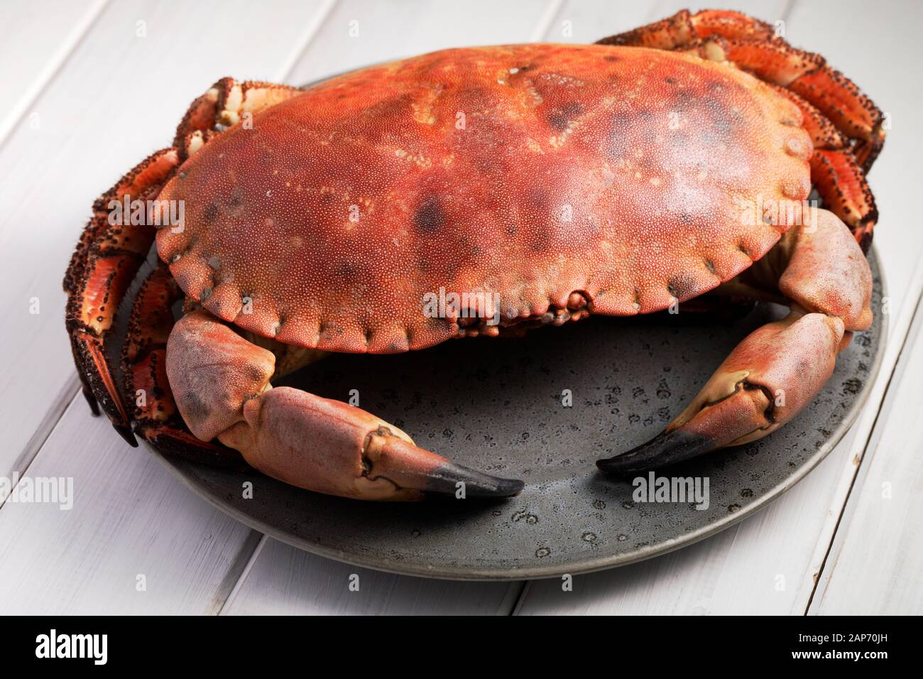 Vorbereitet Schwedische crab Closeup auf eine graue Platte Stockfoto