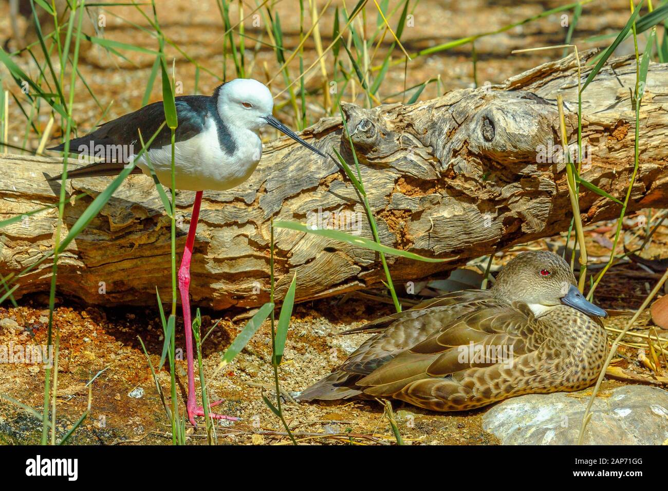 Eine Schwarze - geflügelte Stelzenläufer Himantopus himantopus, und einem australischen Pfeifente, Mareca Penelope, auf dem Boden aufliegt. Desert Park in Alice Springs in Stockfoto