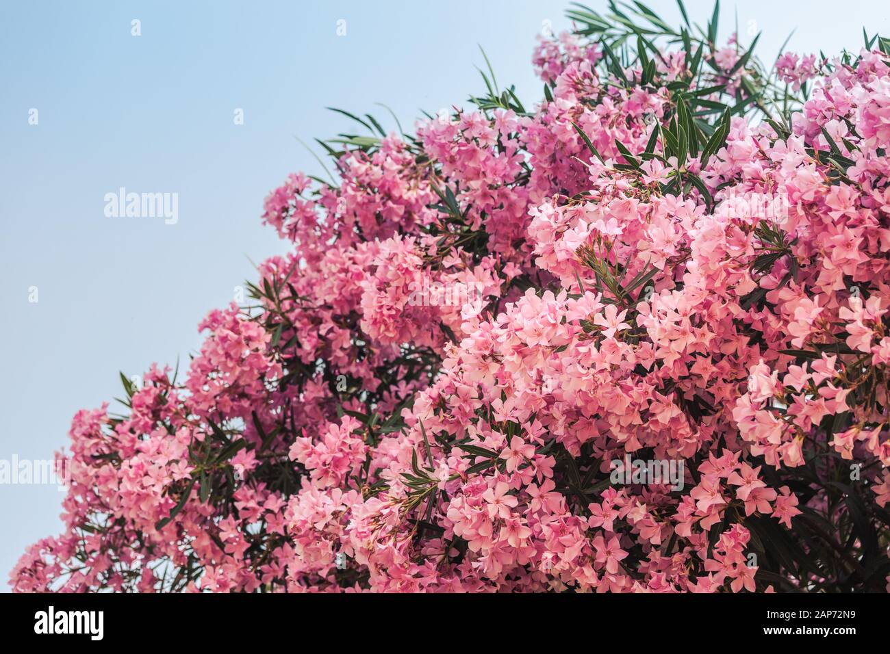 Rosa Oleander Strauch tropische exotische Blumenblüten, die natürlich irgendwo in Italien aussehen Stockfoto