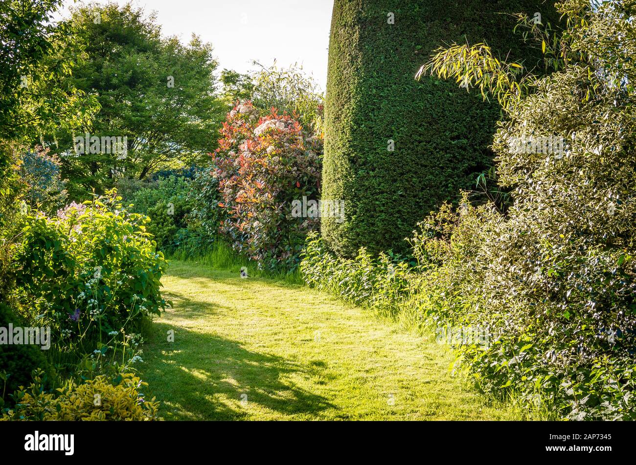 Frühmorgendliches Licht in einer ruhigen Ecke eines englischen Gartens Mitte des Frühlings, der immergrüne und Laub- und einen breiten Graspfad zeigt Stockfoto