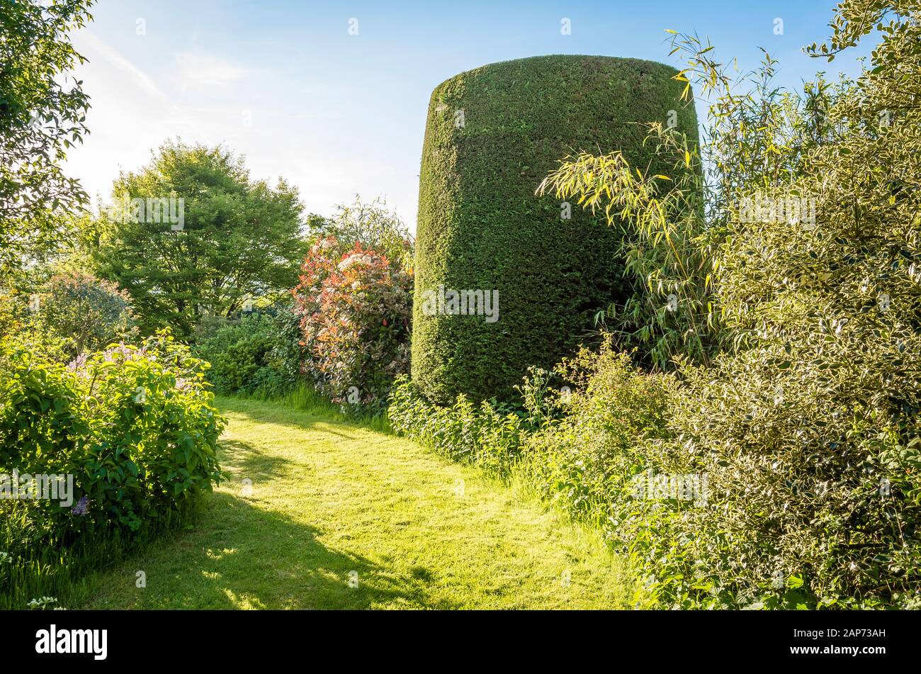 Frühmorgendliches Licht in einer ruhigen Ecke eines englischen Gartens Mitte des Frühlings, der immergrüne und Laub- und einen breiten Graspfad zeigt Stockfoto