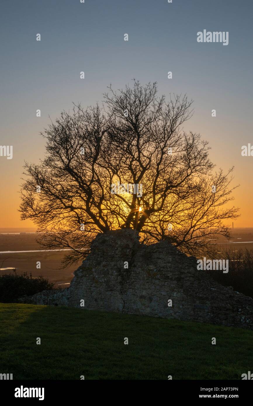 Sonnenuntergang durch die Silhouette eines Baumes in Hadleigh Castle, Essex, England Stockfoto