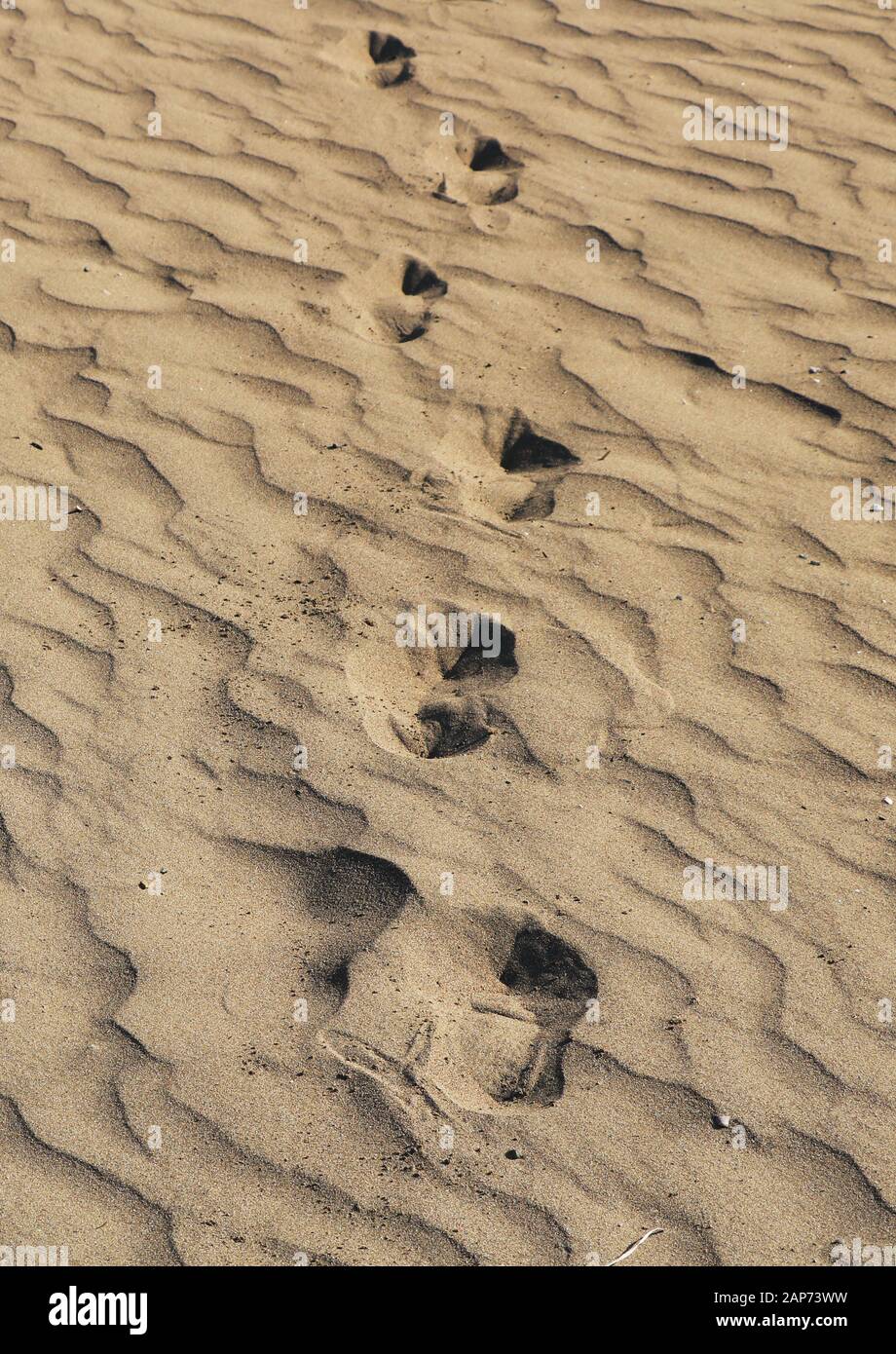 Menschliche Fußabdrücke auf Sands am Windy Day Stockfoto
