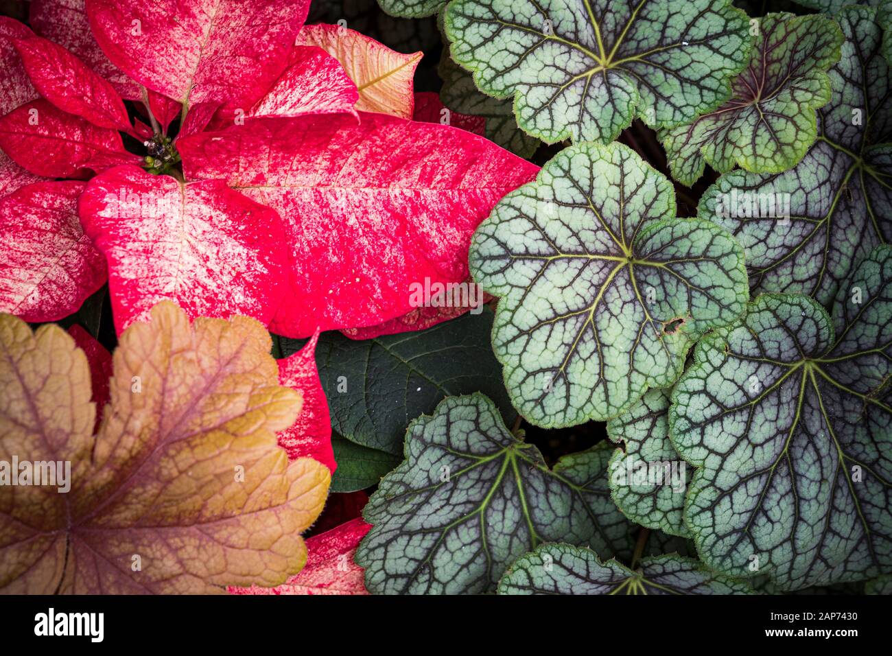 Lebendige Pflanzen im Flower Dome in Singapur Stockfoto