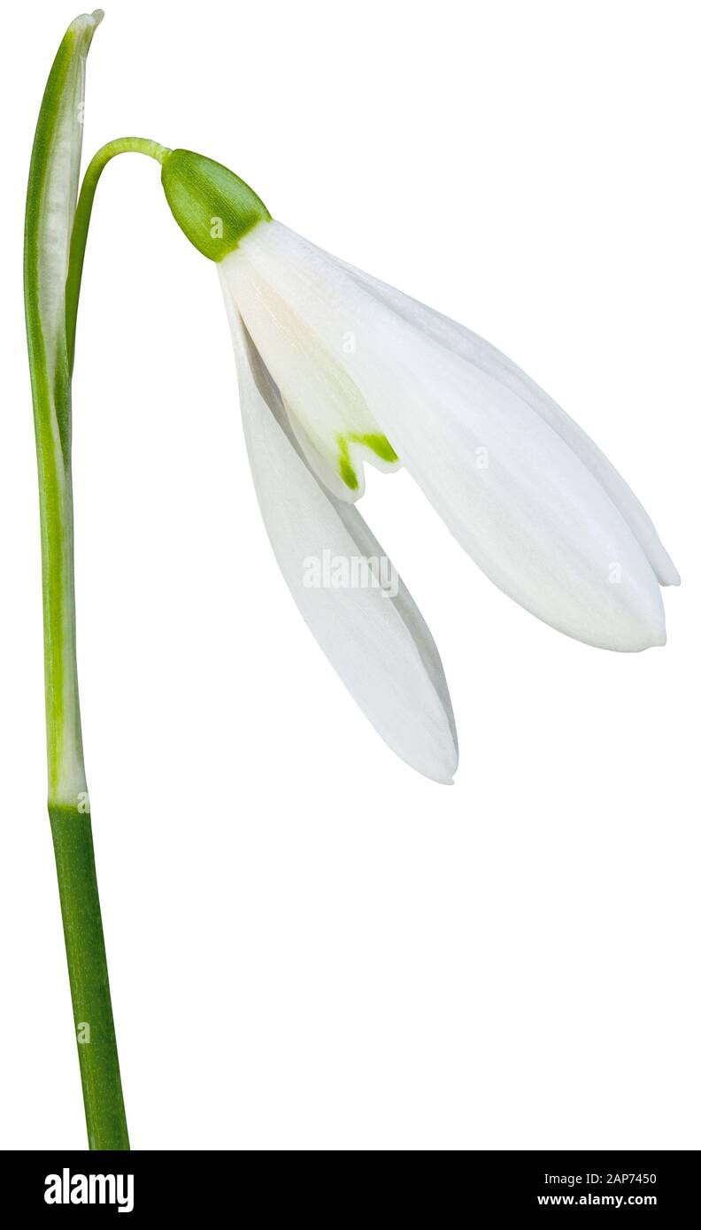 Gemeinsamer Snowdrop Galanthus Nivalis Isoliert mit Clipping Path Stockfoto