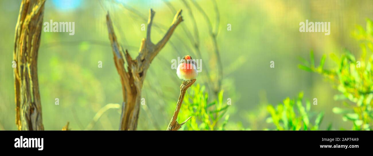 Banner Panorama von Red-capped Robin, Petroica goodenovii, auf einen Baum mit unscharfer Natur Hintergrund. Desert Park in Alice Springs, MacDonnell Ranges in Stockfoto