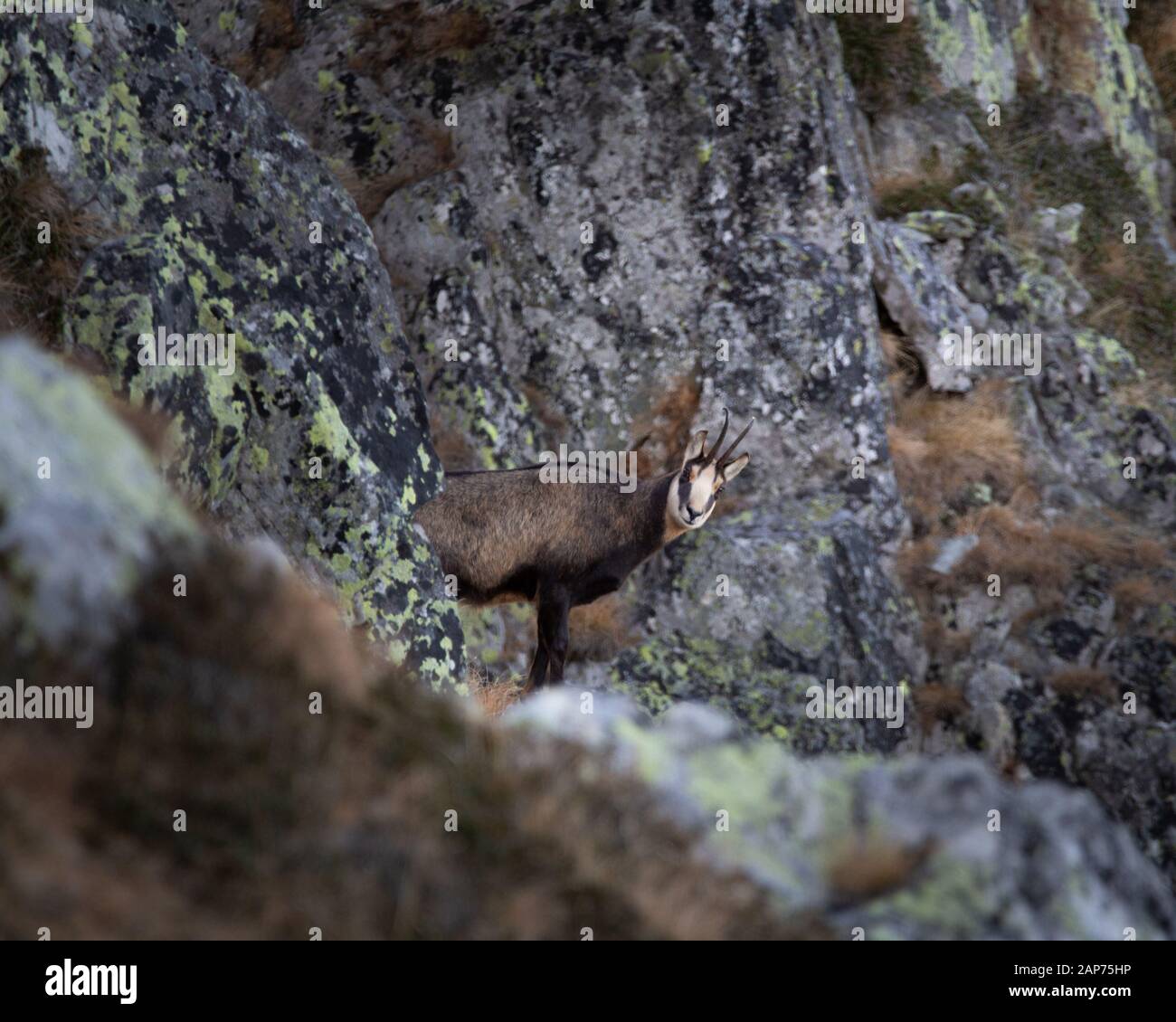 Rupicapra ist eine Gattung von Ziegenantilope, die als Gesimse bezeichnet wird. Sie gehören zur Rinderfamilie der Hufsäuger, den Bovidipas. Retezat National Park Wild. Stockfoto
