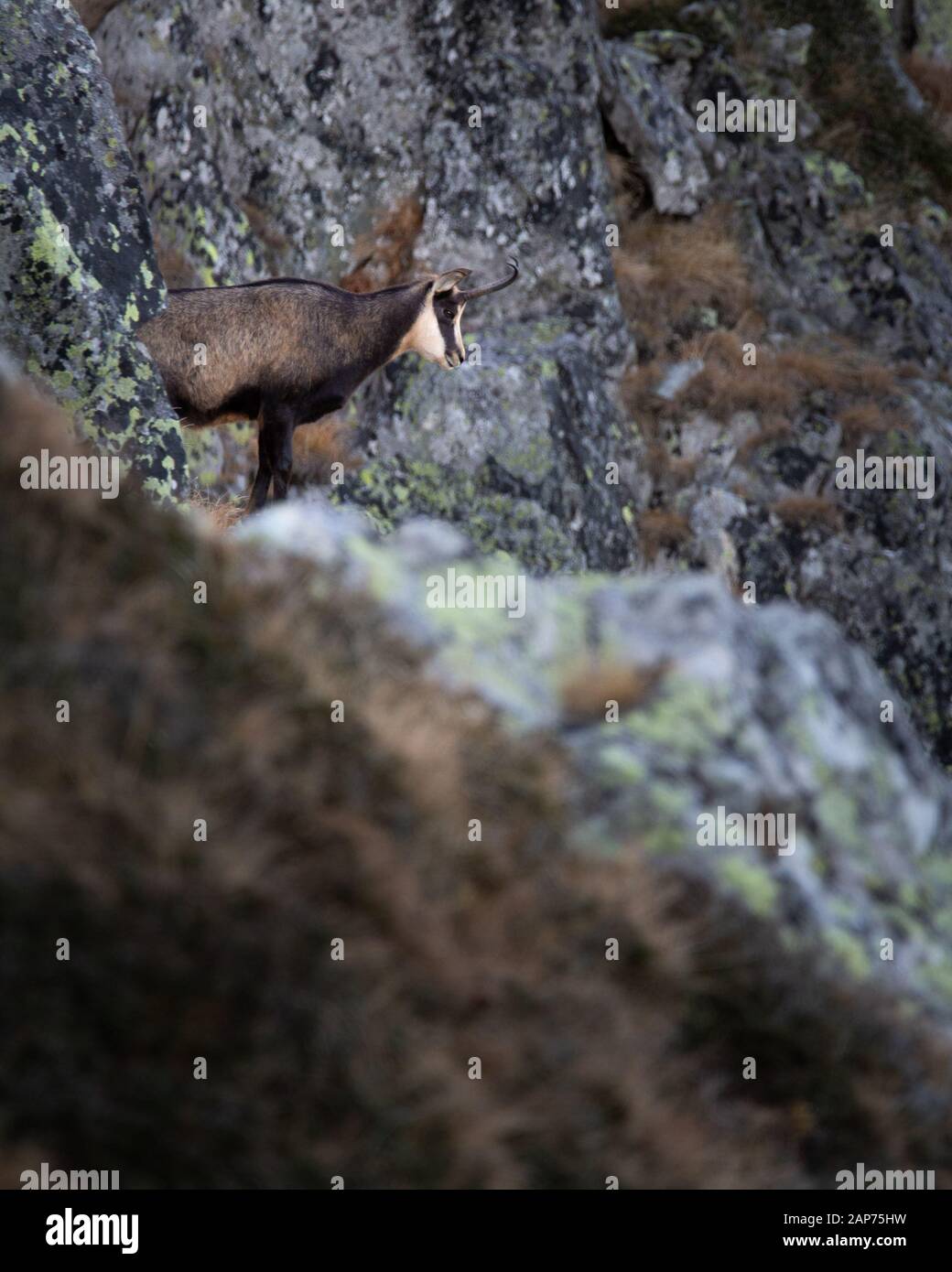 Rupicapra ist eine Gattung von Ziegenantilope, die als Gesimse bezeichnet wird. Sie gehören zur Rinderfamilie der Hufsäuger, den Bovidipas. Retezat National Park Wild. Stockfoto