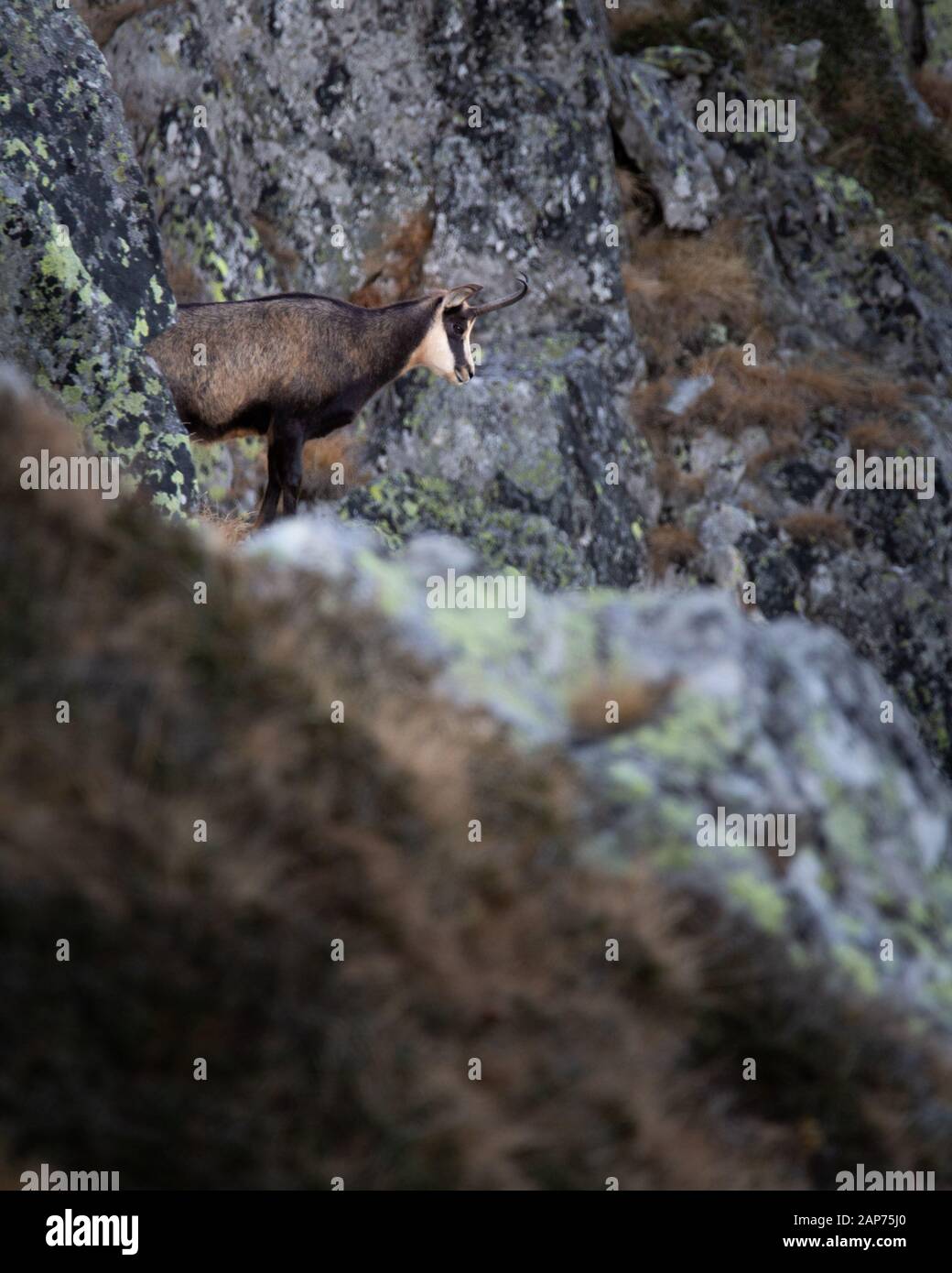 Rupicapra ist eine Gattung von Ziegenantilope, die als Gesimse bezeichnet wird. Sie gehören zur Rinderfamilie der Hufsäuger, den Bovidipas. Retezat National Park Wild. Stockfoto
