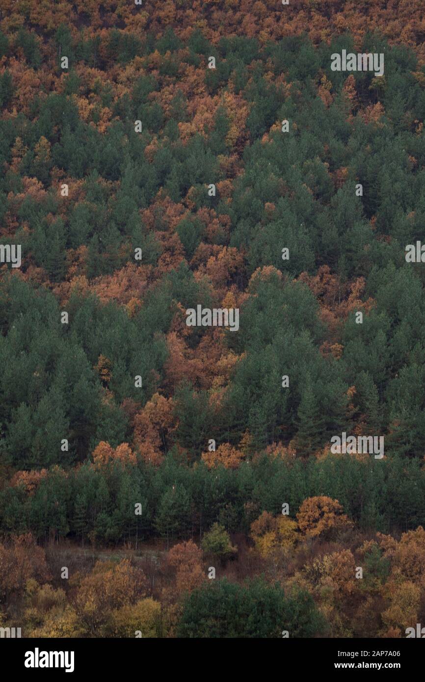 Moody Herbst Wald und Berg in Bulgarien Stockfoto