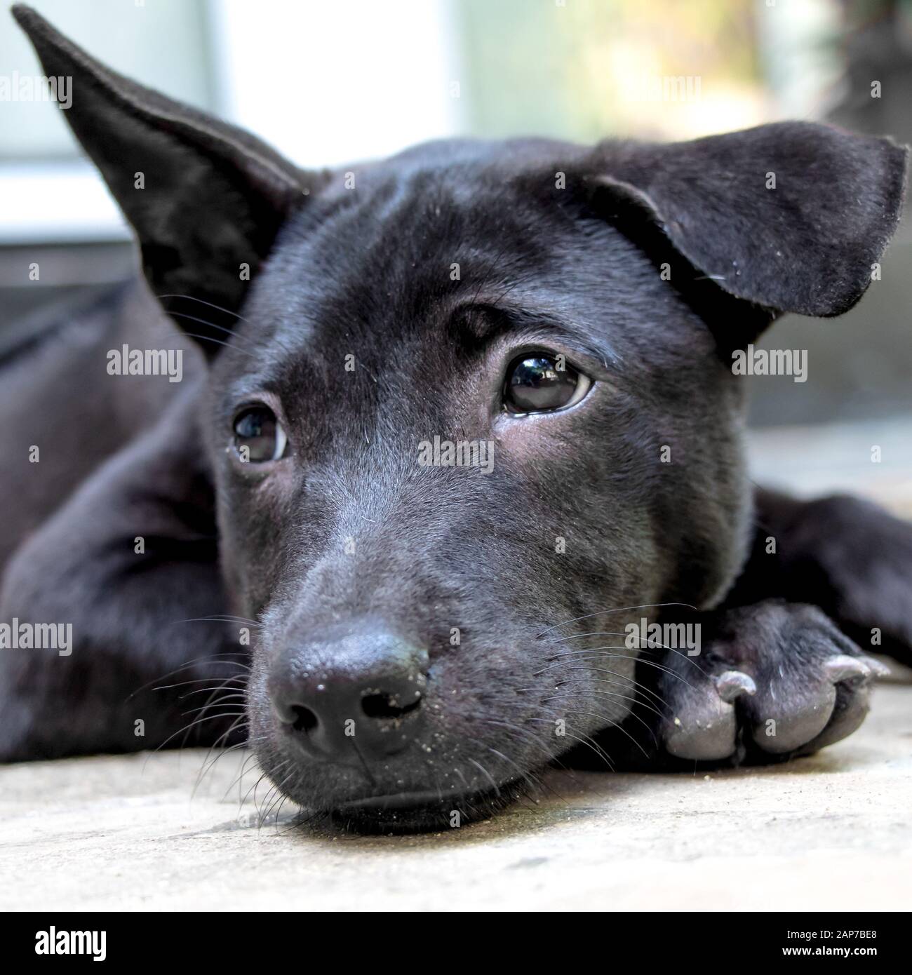 Eine schwarze Thai Ridgeback Welpen Stockfoto